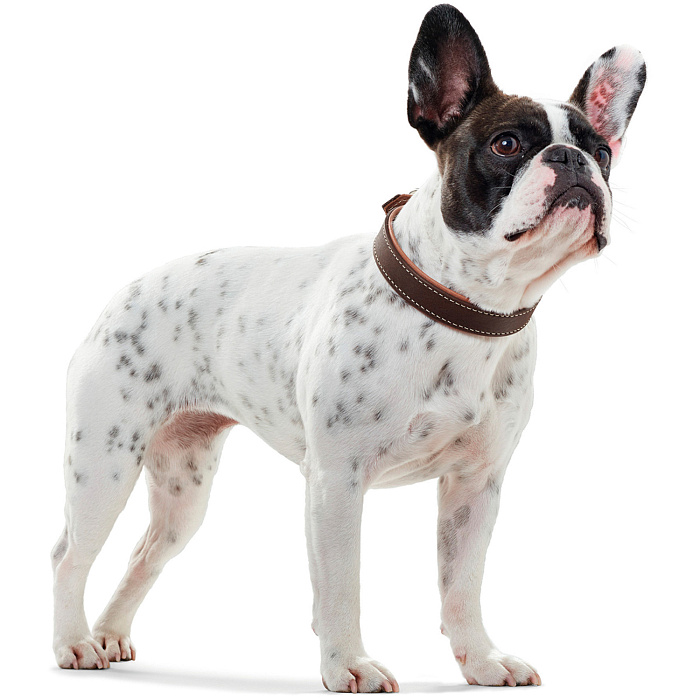 Hunter ошейник для собак Porto 45 (33-39 см) / 2,8 натуральная кожа коньячный / темно-коричневый СКИДКА 50%