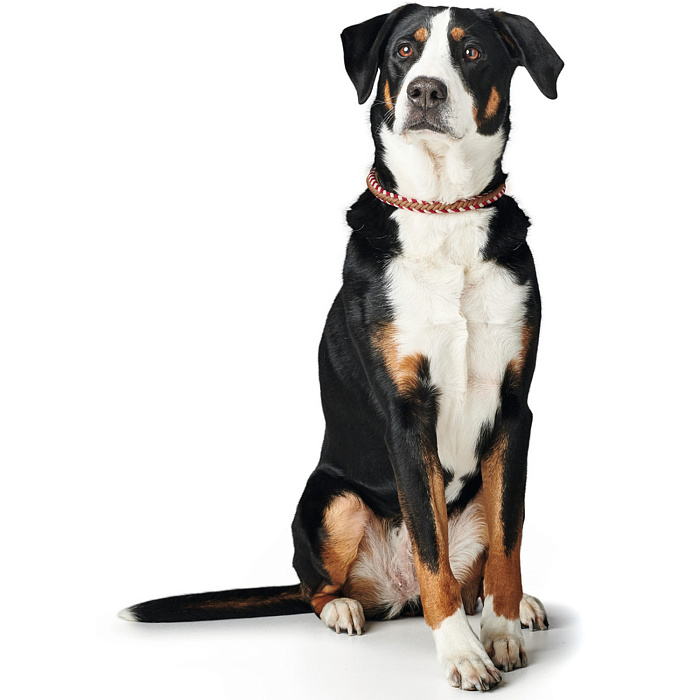 Hunter oшейник для собак Tinnum 50 / M-L (50 см) красный с бежевым СКИДКА 50%