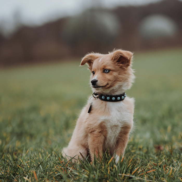 Hunter ошейник для собак Modica XS-S (24-30 см) натуральная кожа, черный, фурнитура с имитацией бирюзы СКИДКА 40%