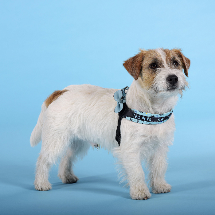 Шлейка United Pets для собак Complete me Writing 2,5 x 40-54 см, голубая с рисунком СКИДКА 30%