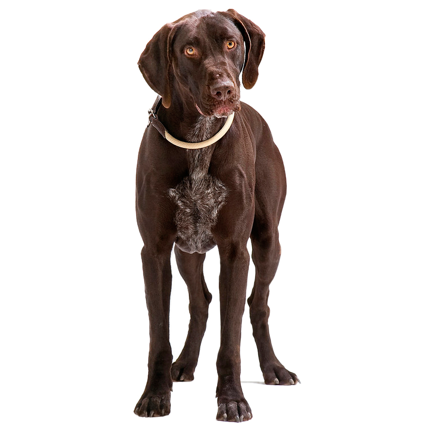 Hunter ошейник-удавка для собак Freestyle 60 / 10 нейлоновая стропа бежевый