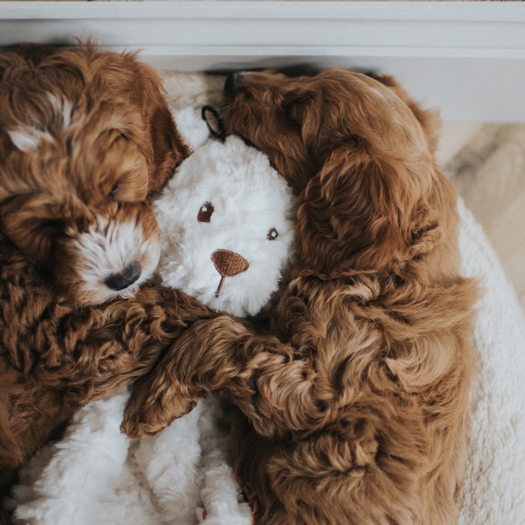 Игрушка MY DOG для собак Мишка-шуршалка с кармашком 38 см