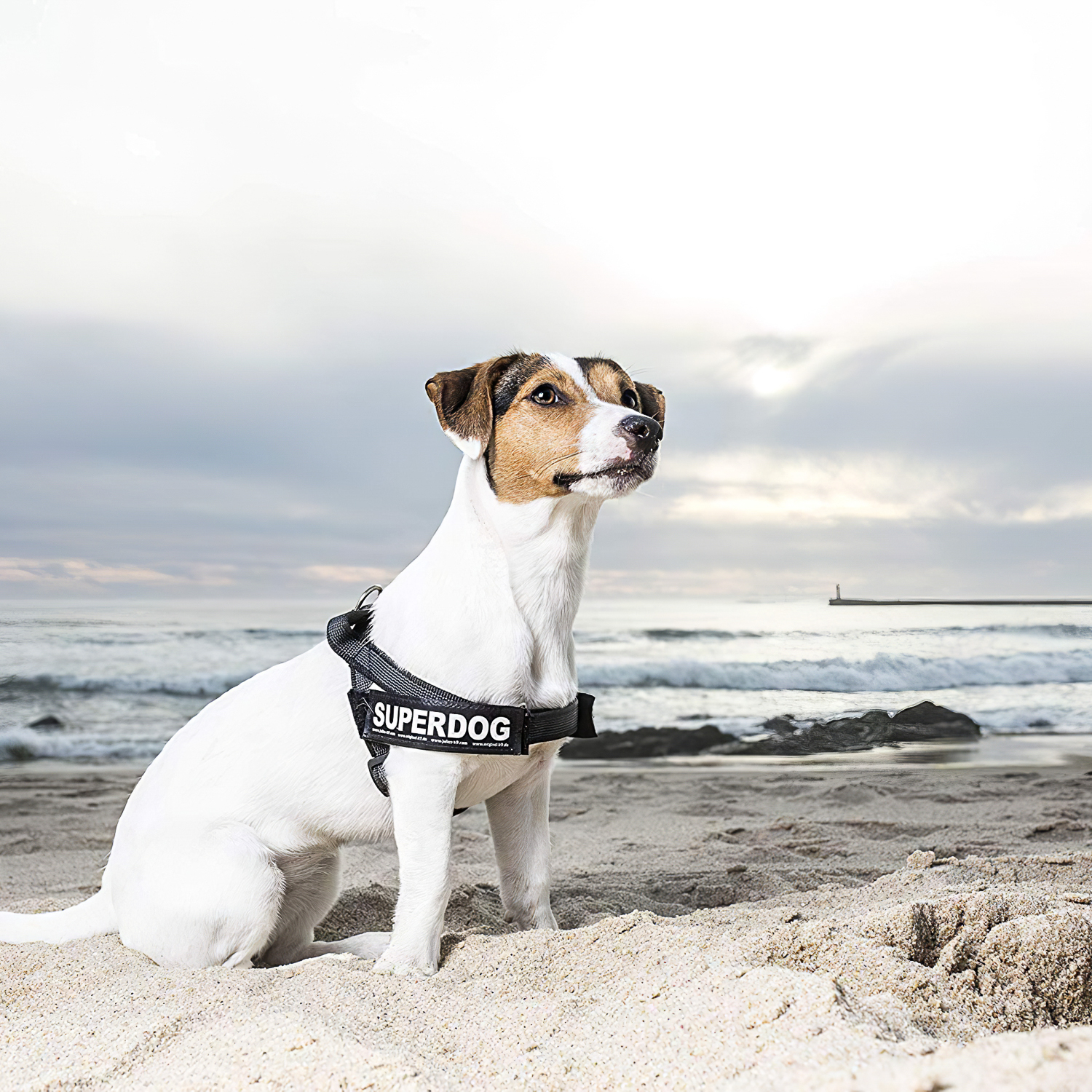 JULIUS-K9 шлейка для собак Ремни Color & Gray IDC® Mini (49-65см / 7-15кг), черный СКИДКА 50%