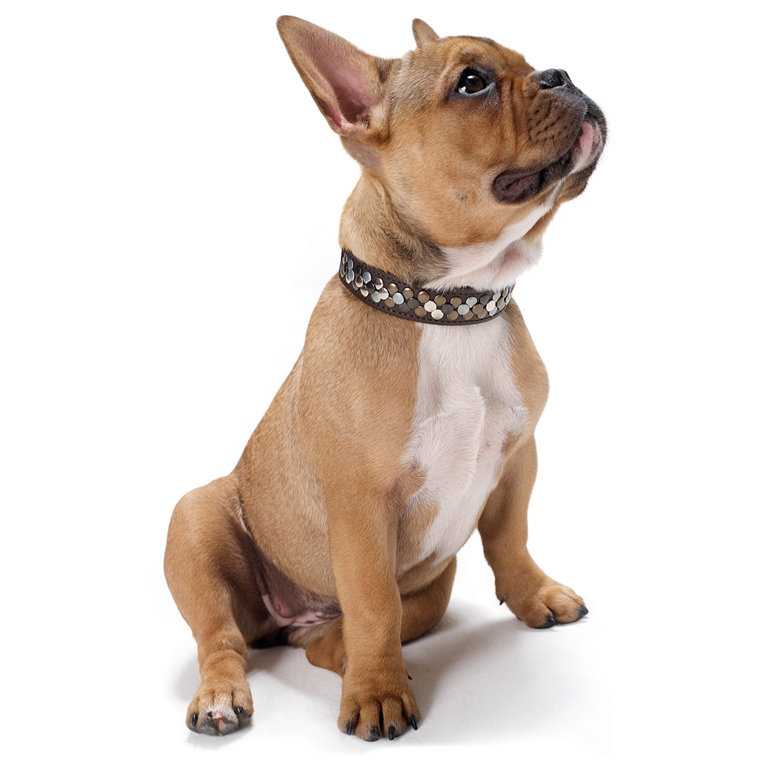 Hunter ошейник для собак Arizona Gr. 32 телячья кожа  24-28,5 см черный СКИДКА 50%