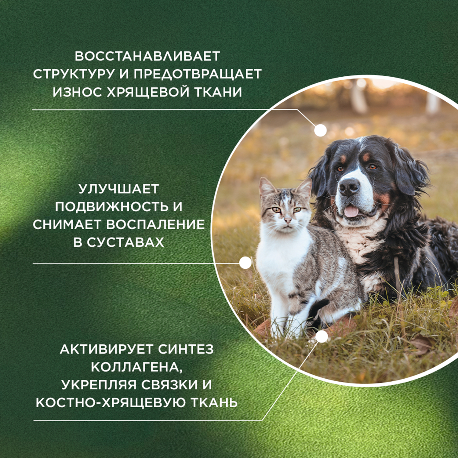 ProPhyto Артро Защита, 30 таблеток