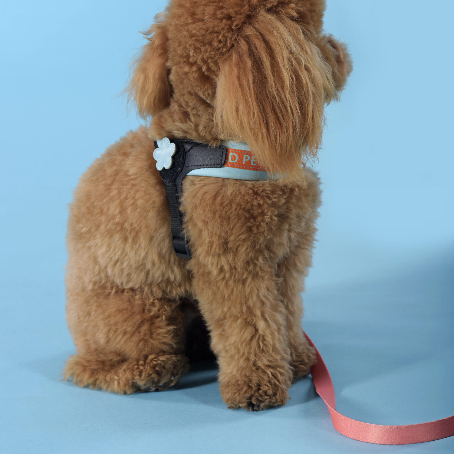 Шлейка United Pets для собак Complete me 3,5 x 48-64 см, голубая с оранжевым СКИДКА 30%