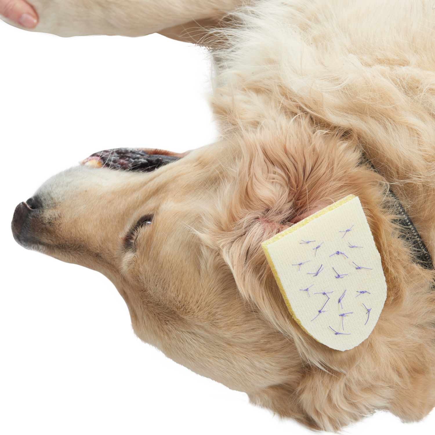 KRUUSE BUSTER гемостатическая губка 12 х 8 см.