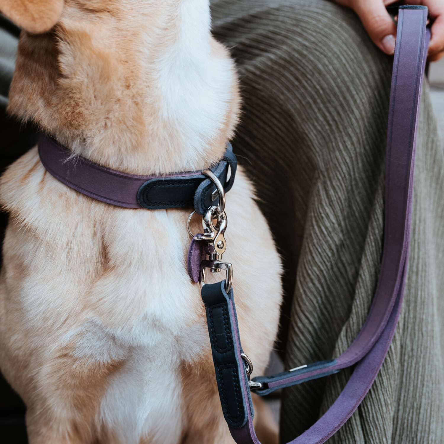 Hunter ошейник для собак Lemvig M (55 см), натуральная кожа, сине-лавандовый дуотон