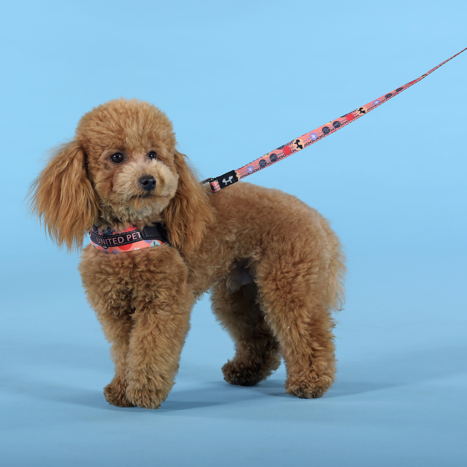 Шлейка United Pets для собак Complete me Forever 3,5 x 48-64 см, оранжевая с рисунком СКИДКА 30%