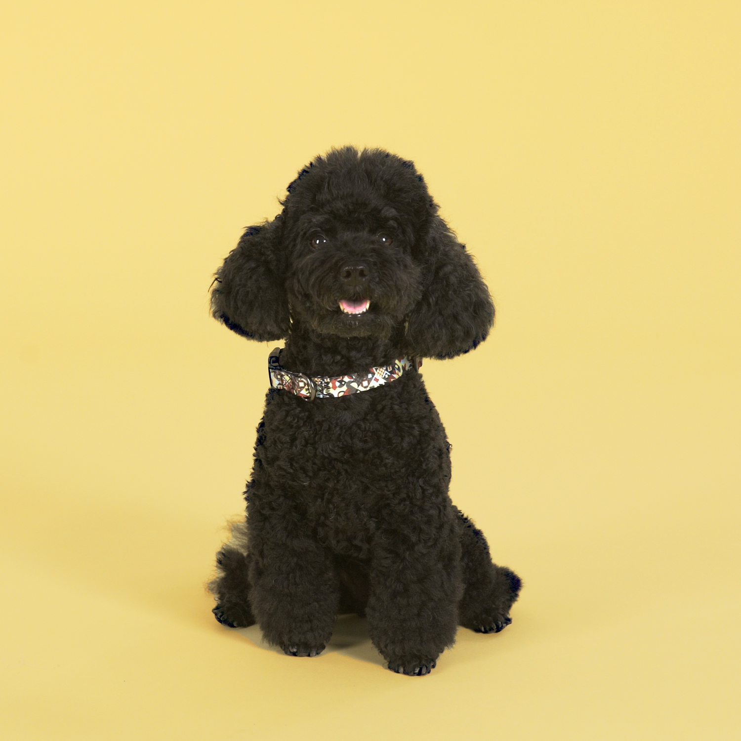 Ошейник United Pets для собак Complete me M 34-56/2 см, разноцветный рисунок СКИДКА 30%