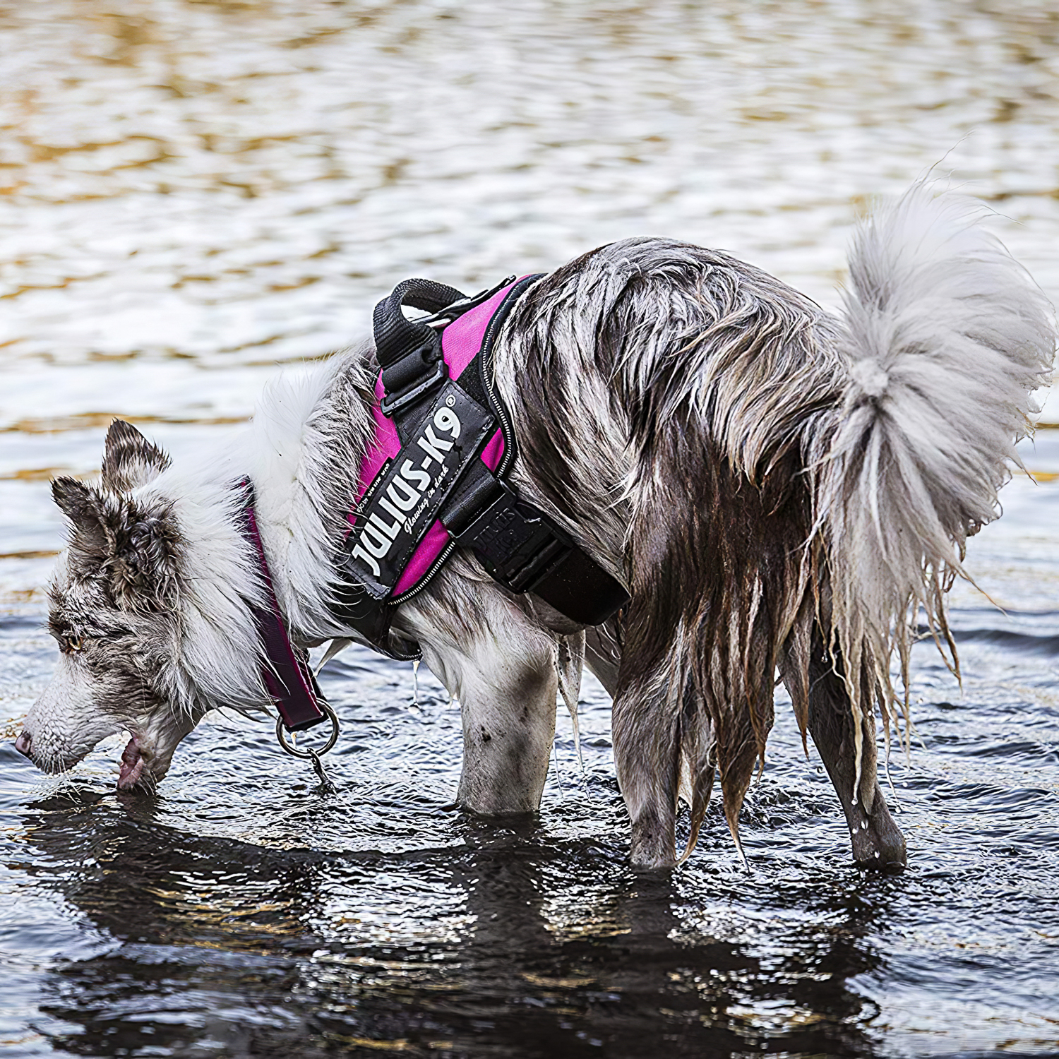 JULIUS-K9 шлейка для собак IDC®-Powerharness 2 (71-96см/ 28-40кг), темно-розовый СКИДКА 50%
