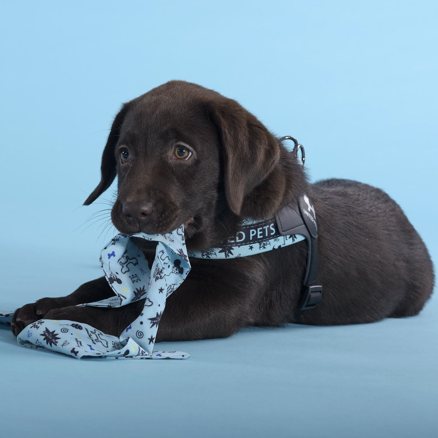 Шлейка United Pets для собак Complete me Writing 2,5 x 40-54 см, голубая с рисунком СКИДКА 30%