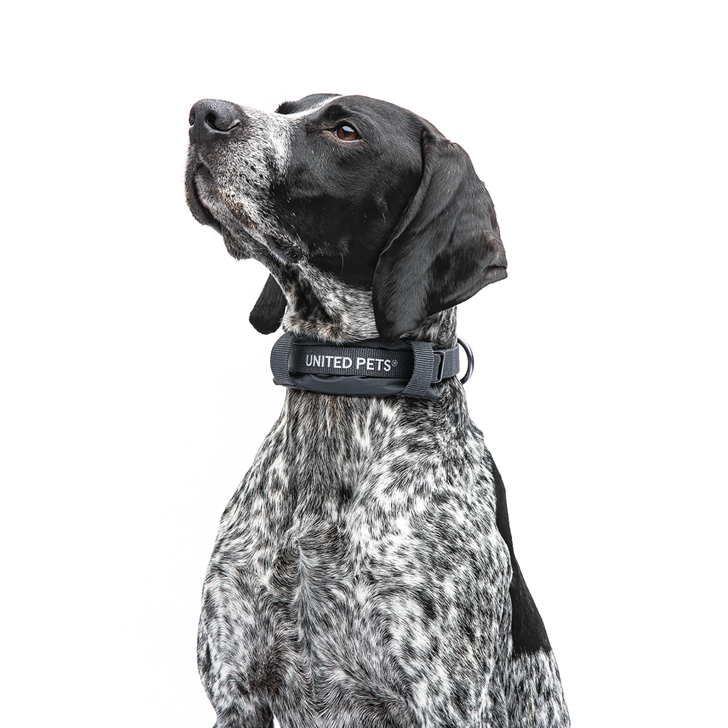 Ошейник United Pets с мягкой подкладкой для собак Citylife M 20 x 35-50 см черный