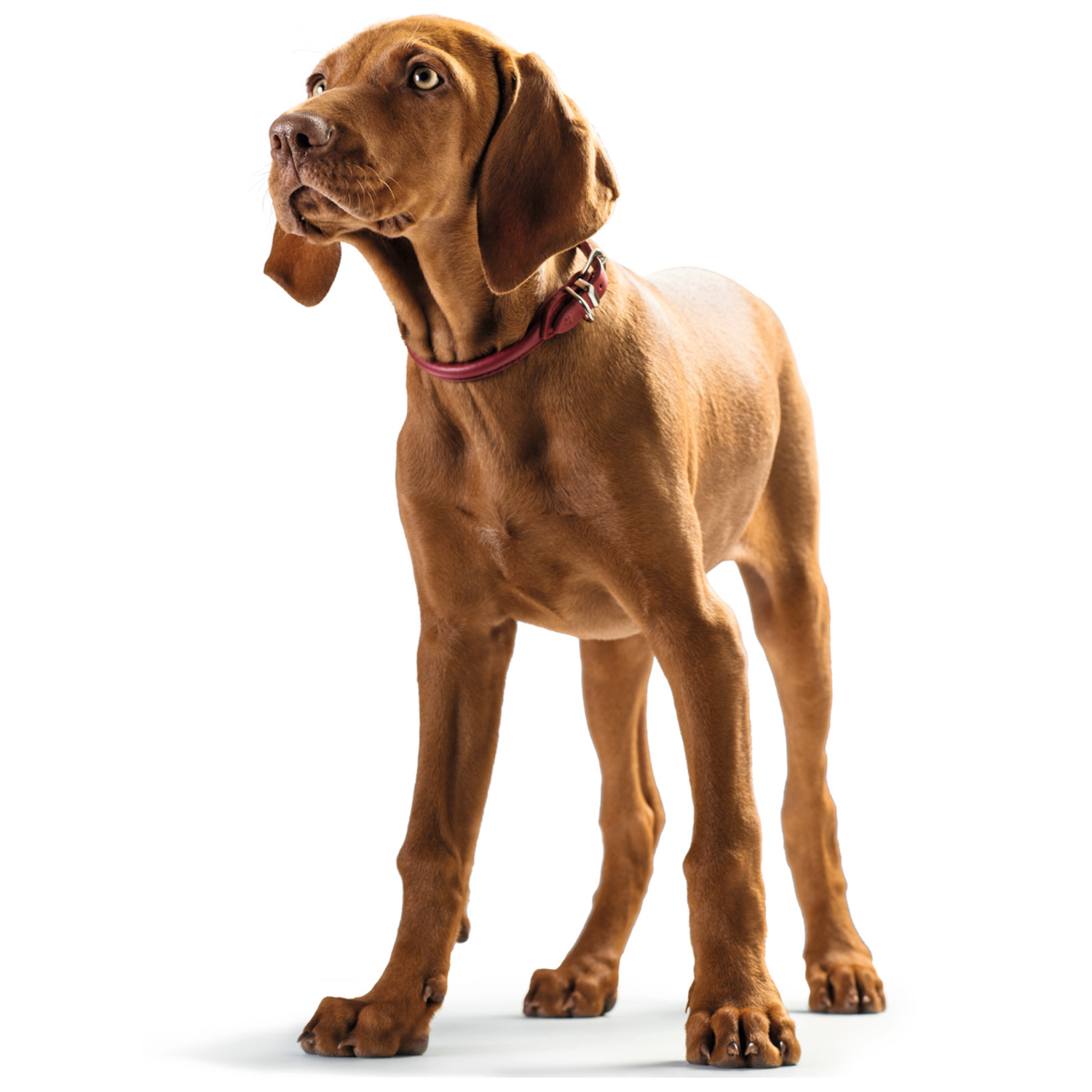 Hunter ошейник для собак Round&Soft Elk 37 (30-33 см)/0,6 см кожа лося красный чили СКИДКА 40%