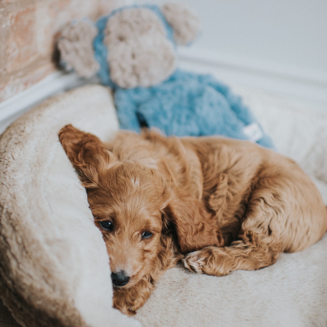 Игрушка MY DOG для собак Обезьяна-шуршалка с кармашком 40 см