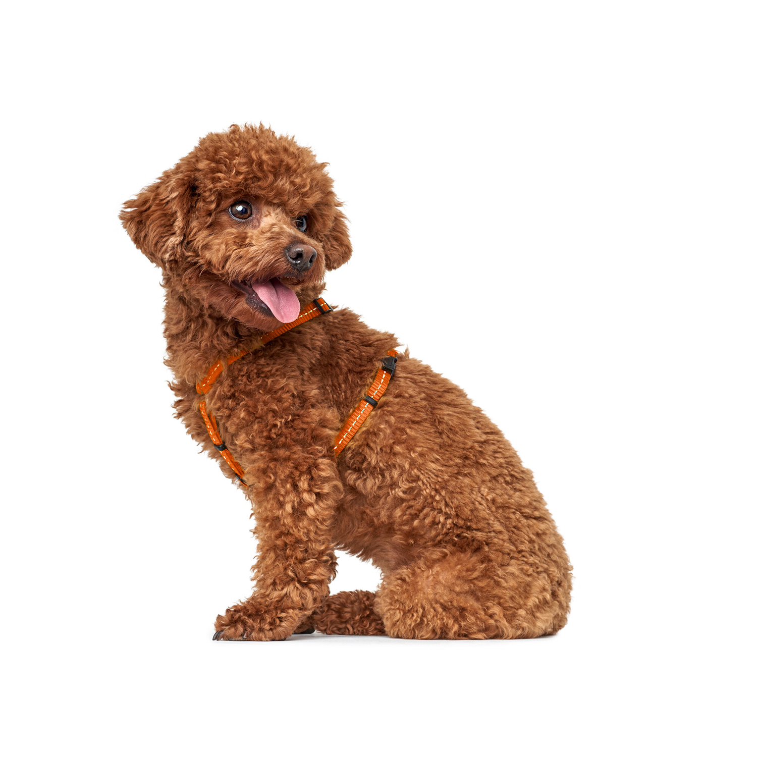 Hunter шлейка для собак Tripoli S (41-55 см), нейлон оранжевая, светоотражающая