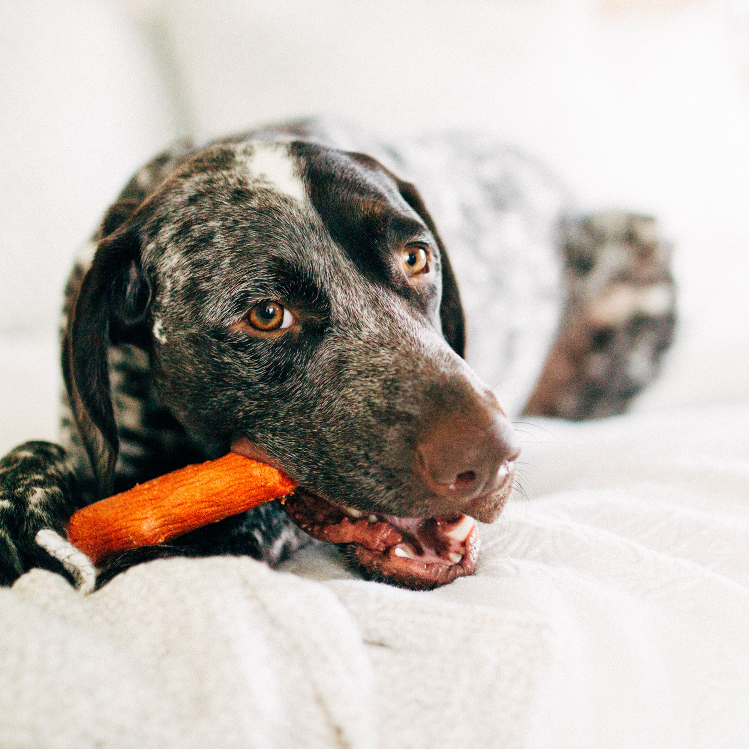 Petstages игрушка для собак Mesquite Dogwood с ароматом барбекю 10 см очень маленькая