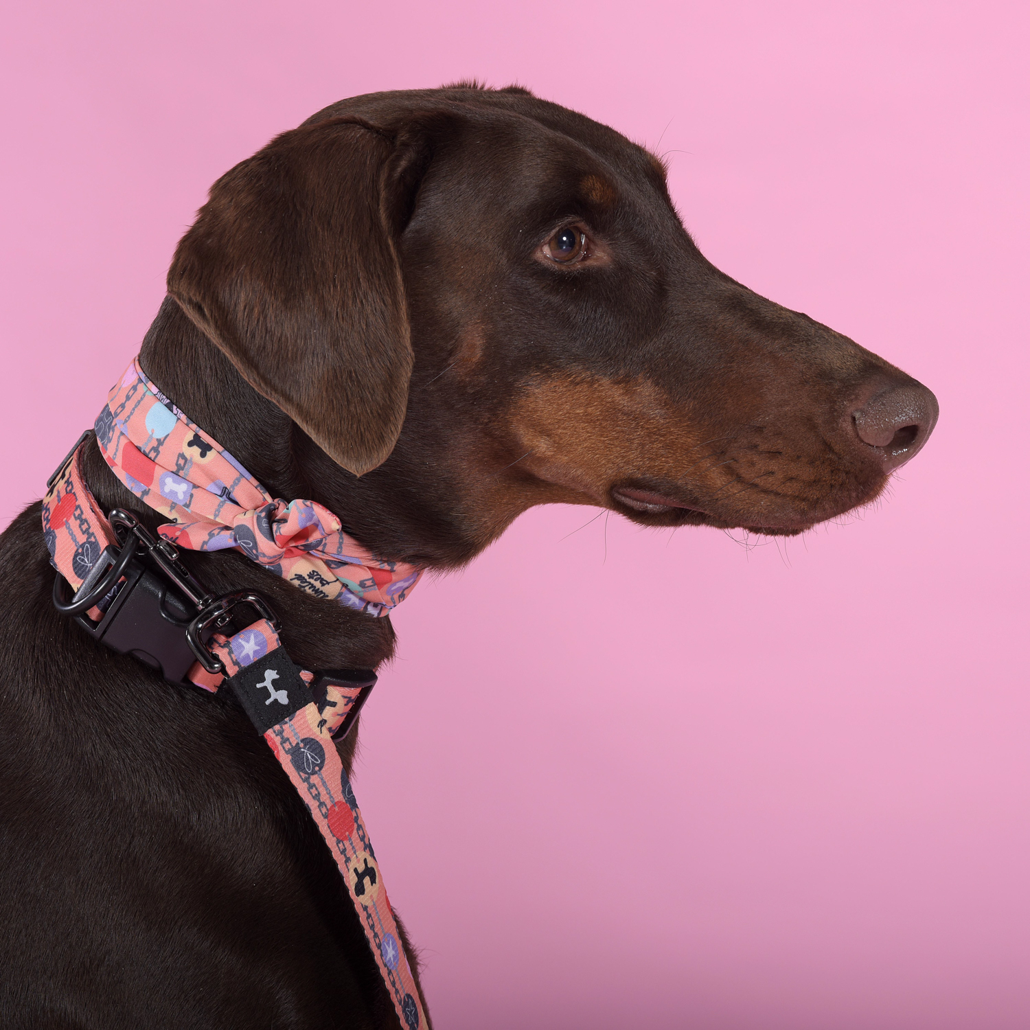 Ошейник United Pets для собак Complete me Forever L 43-73/2,5 см, оранжевый с рисунком