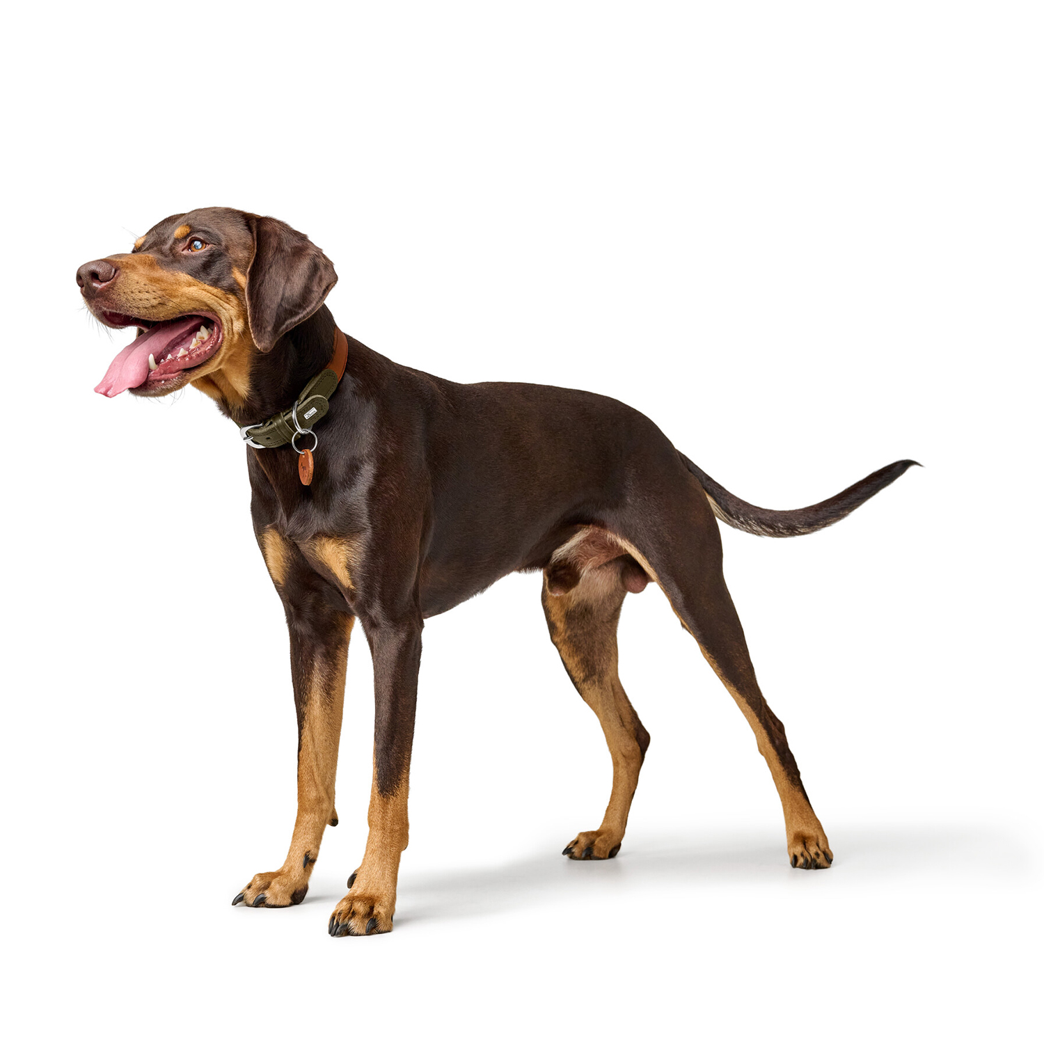 Hunter ошейник для собак Lemvig M (55 см), натуральная кожа, оливково-коричневый дуотон