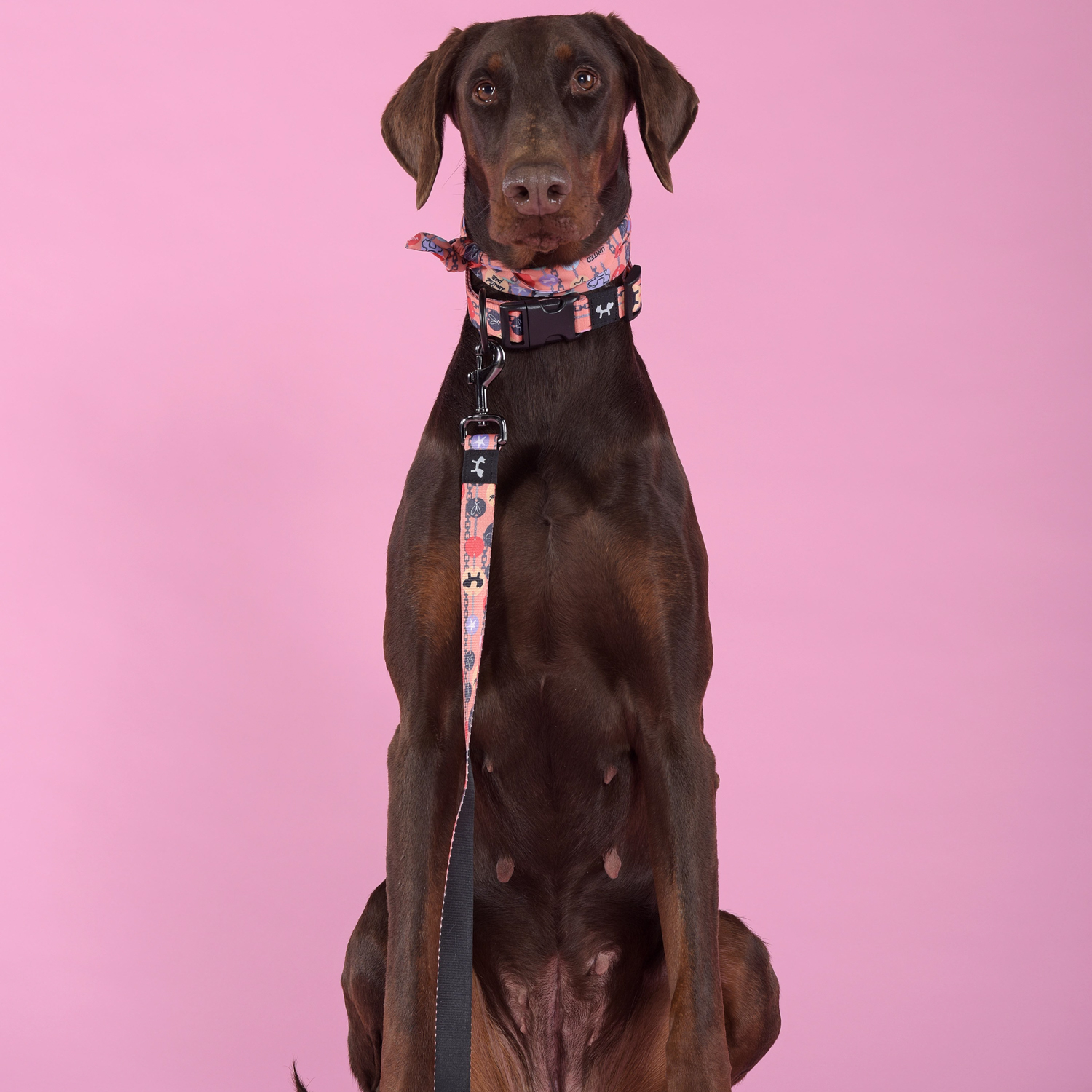 Ошейник United Pets для собак Complete me Forever L 43-73/2,5 см, оранжевый с рисунком