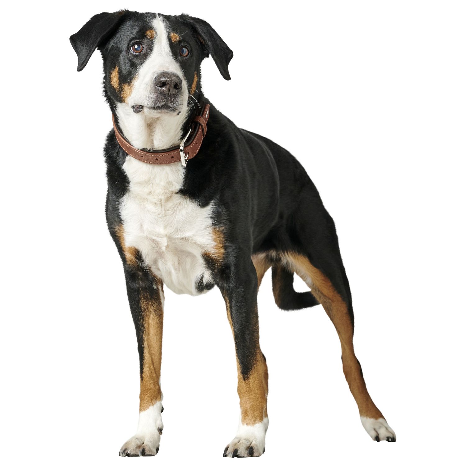 Ошейник Hunter Canadian UP для собак, обхват 42-48 см, длина 55 см, коньячно-черный