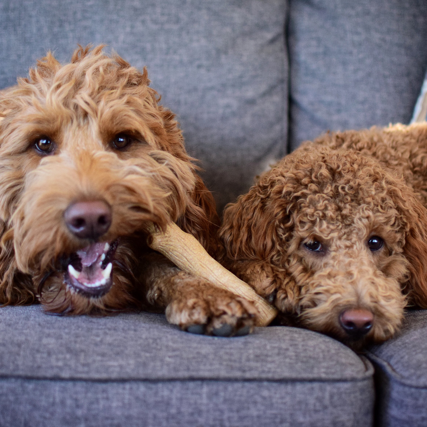 Petstages игрушка для собак Dogwood палочка деревянная 14 см малая