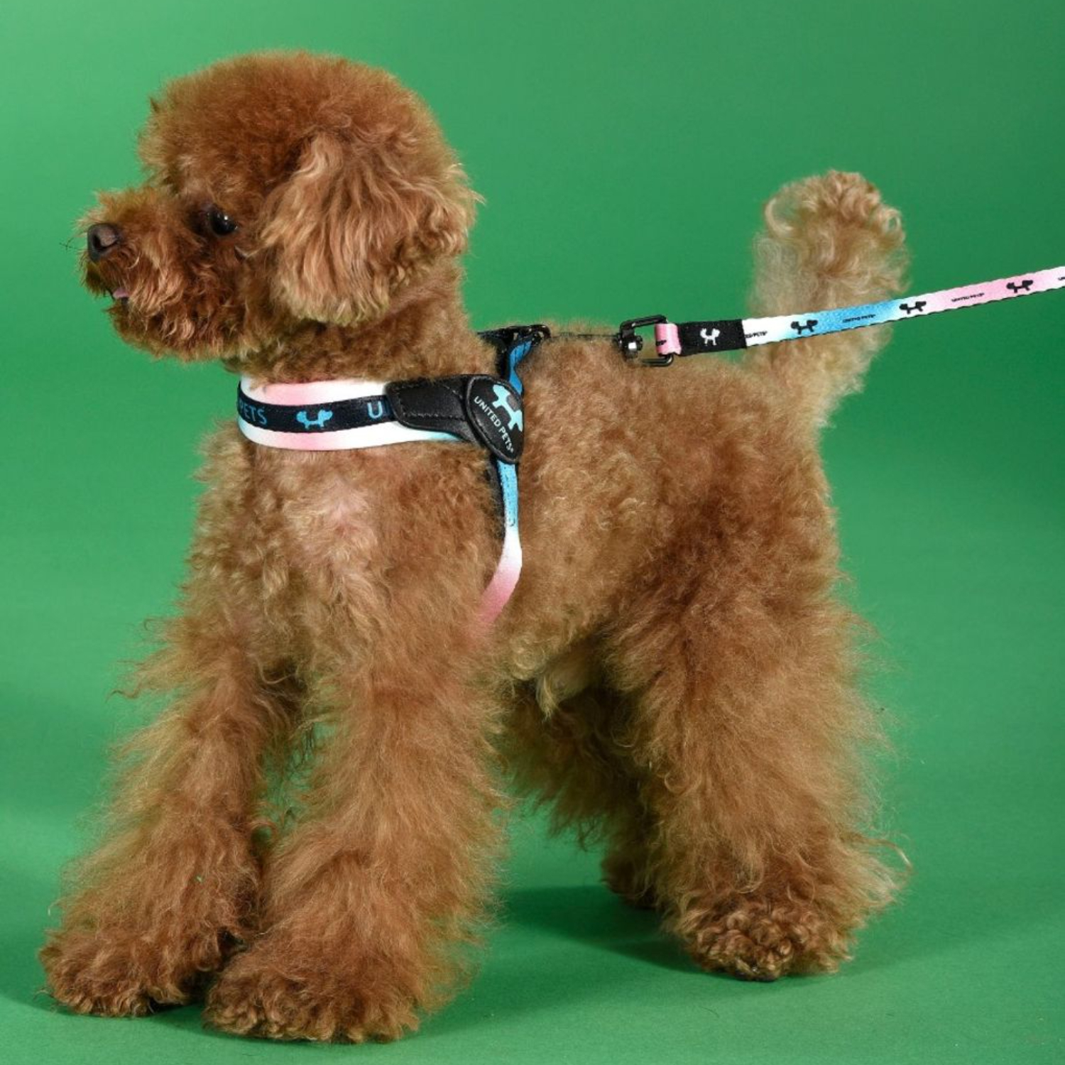 Поводок United Pets для собак Complete me 20 x 1400 mm, розово-голубой тай-дай СКИДКА 40%