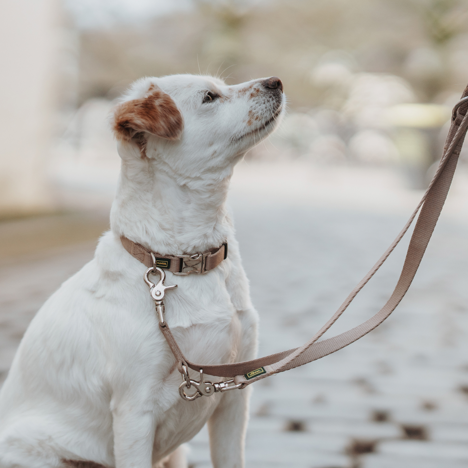 Hunter ошейник для собак ALU-Strong Inari S (30-45 см) нейлон с металлической застежкой бежевый