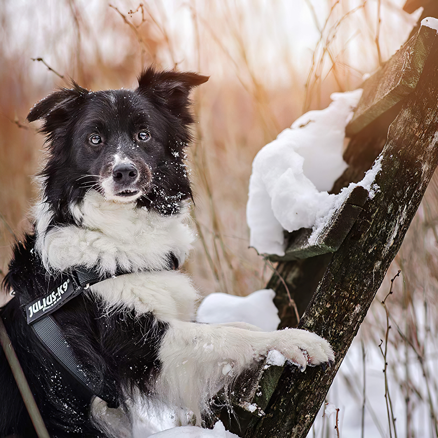 JULIUS-K9 шлейка для собак Ремни Color & Gray IDC® 1 (61-80см / 23-30кг), черный