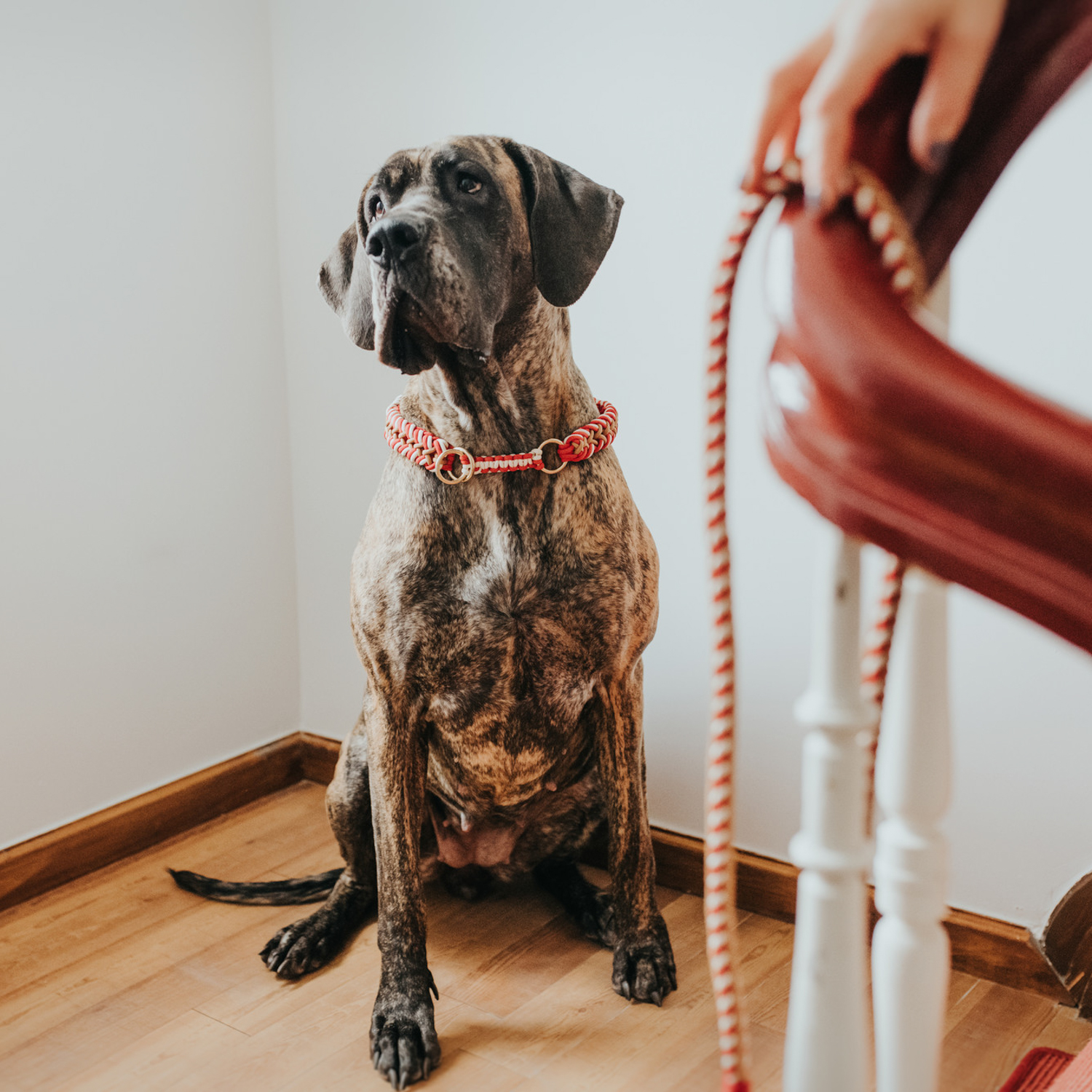 Hunter ошейник-удавка для собак Tinnum 50 / M-L красный с бежевым СКИДКА 50%