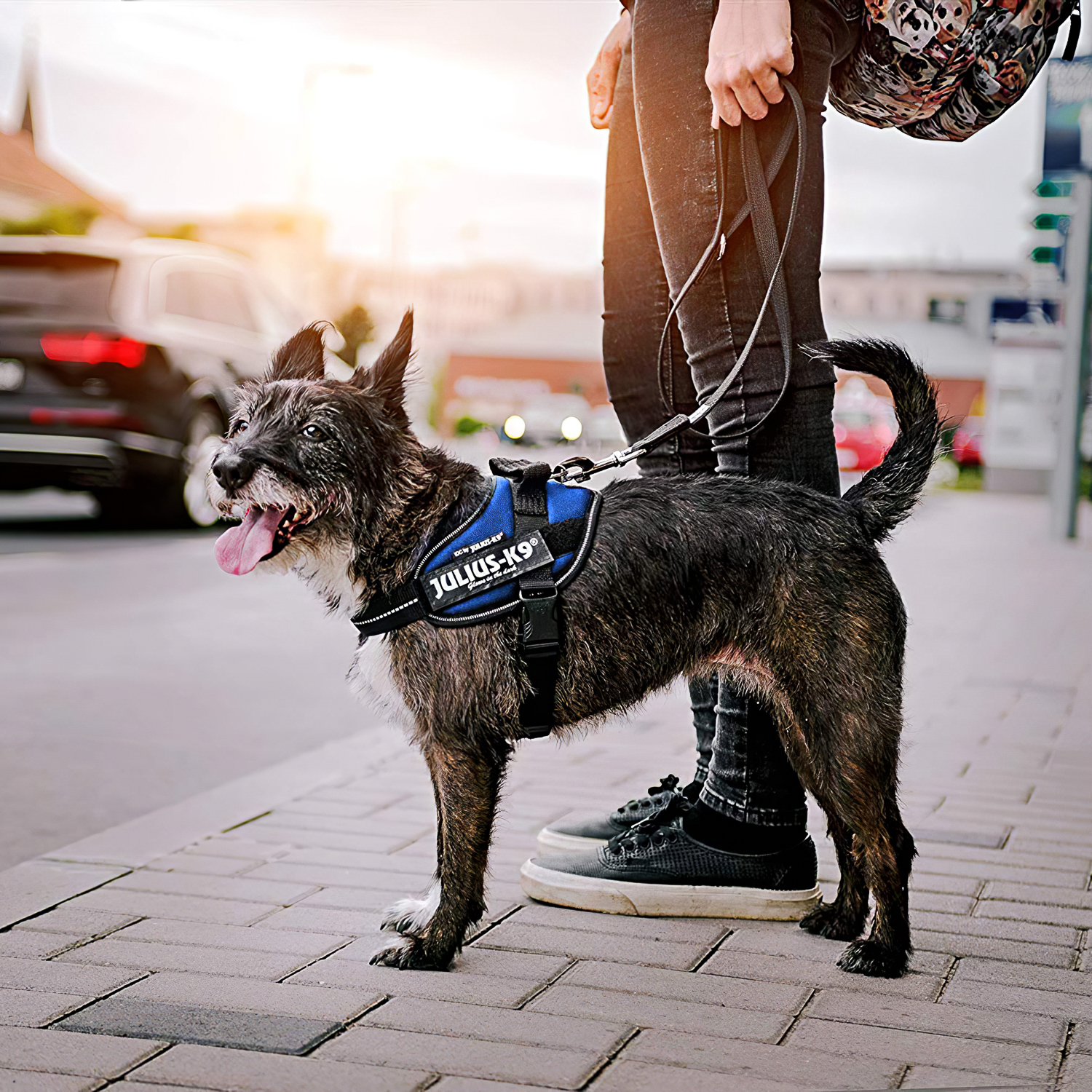 JULIUS-K9 шлейка для собак IDC®-Powerharness Mini-Mini (40-53см/ 4-7кг), синий СКИДКА 50%