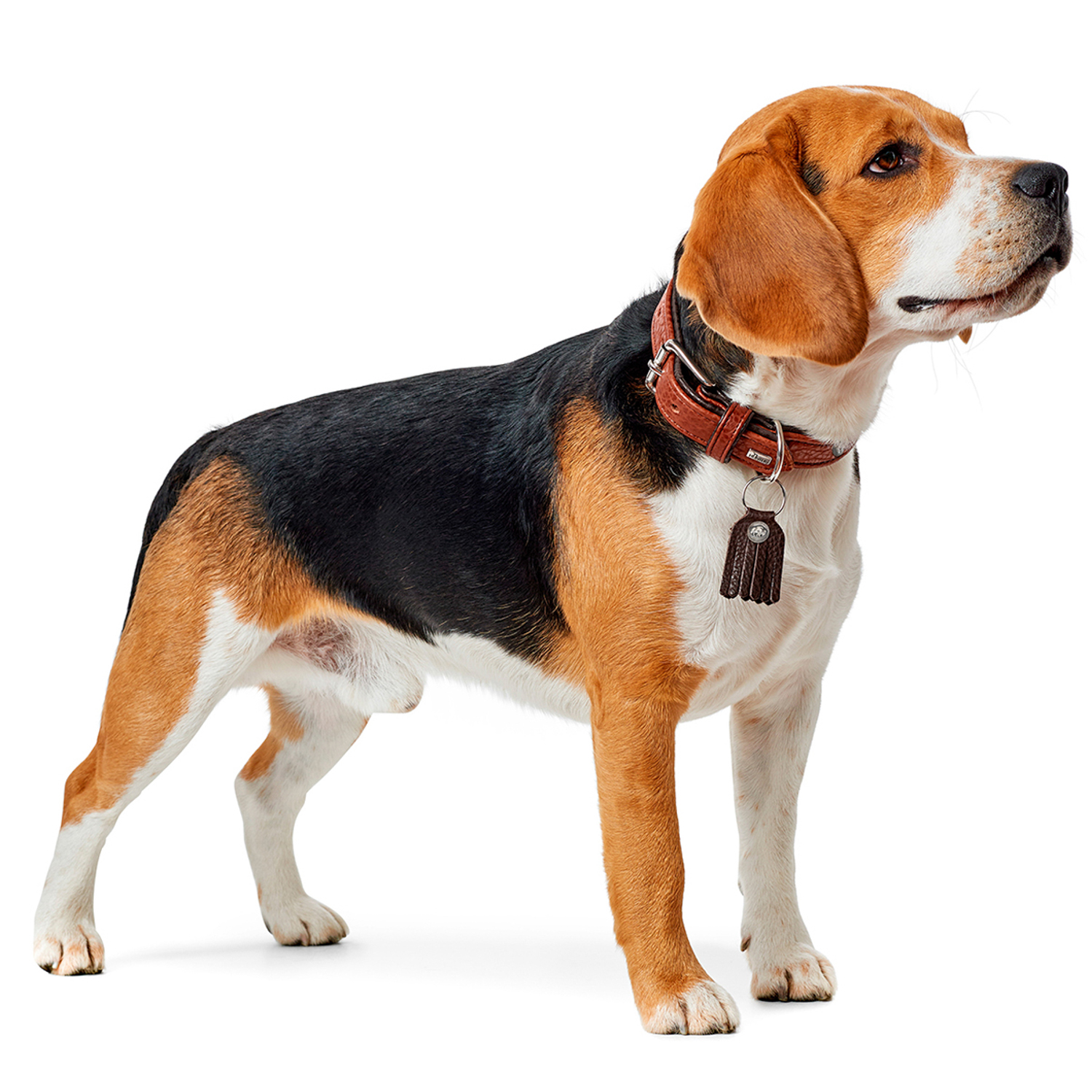 Hunter ошейник для собак Cody 45 (33-39 см) / 2,8 кожа бизона коньячный / темно коричневый СКИДКА 50%