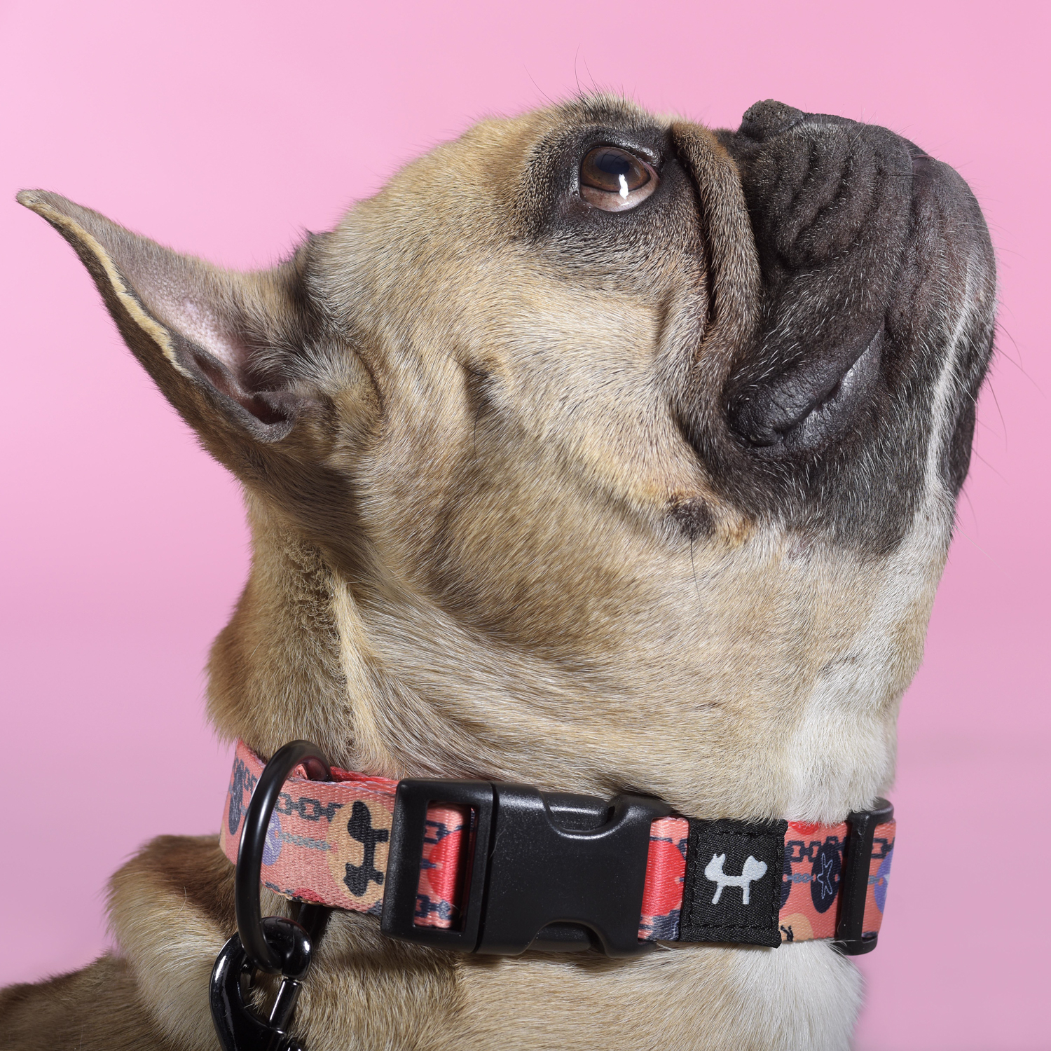 Ошейник United Pets для собак Complete me Forever L 43-73/2,5 см, оранжевый с рисунком