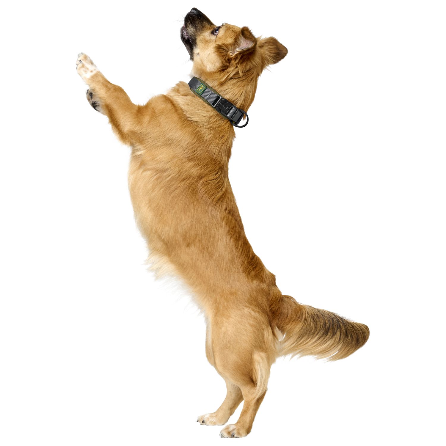 Ошейник Hunter Maldon для собак 25-35 см, размер XS-S, оливковый/серый