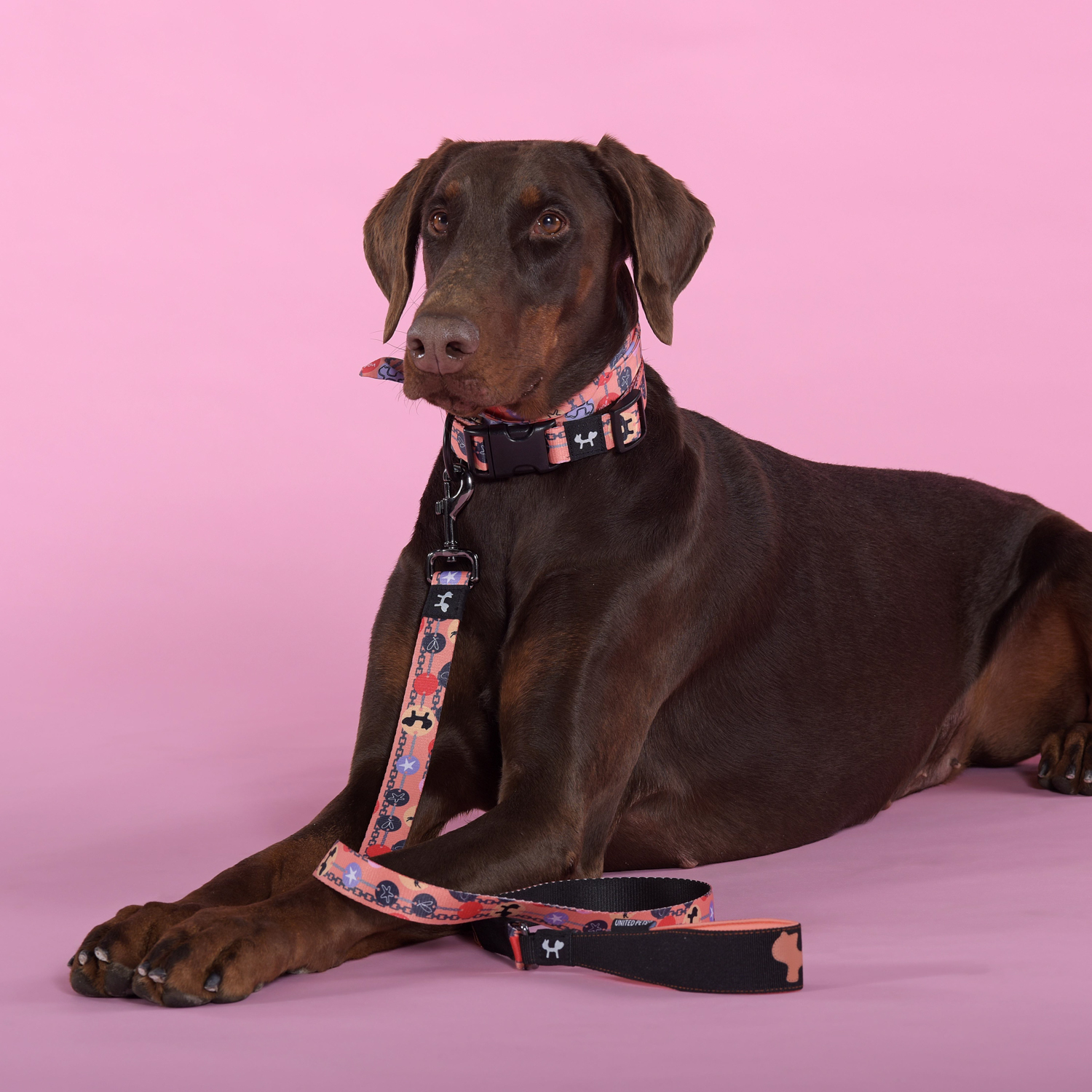 Поводок United Pets для собак Complete me Forever 140 см, 20 мм, оранжевый с рисунком СКИДКА 40%
