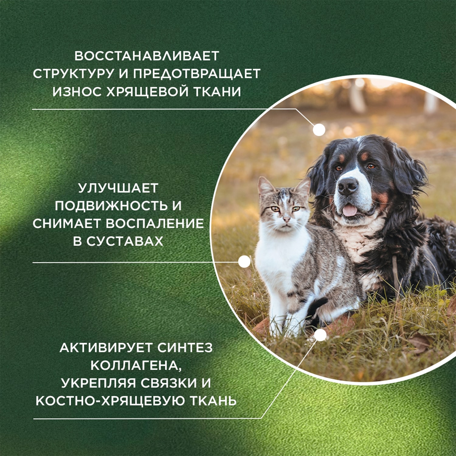 ProPhyto Артро Защита, 30 таблеток