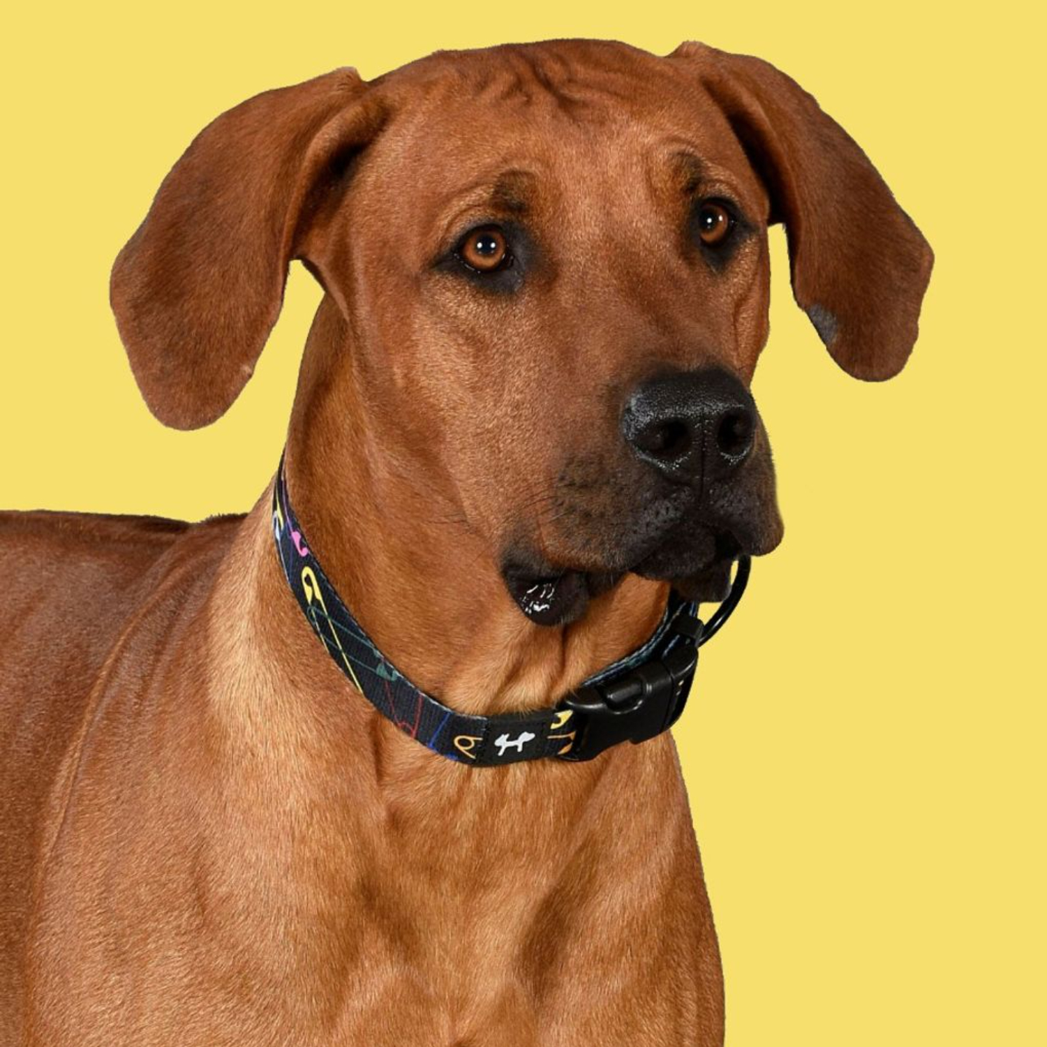 Ошейник United Pets для собак Complete me S 16 x 260/400mm, черный с разноцветными булавками СКИДКА 30%