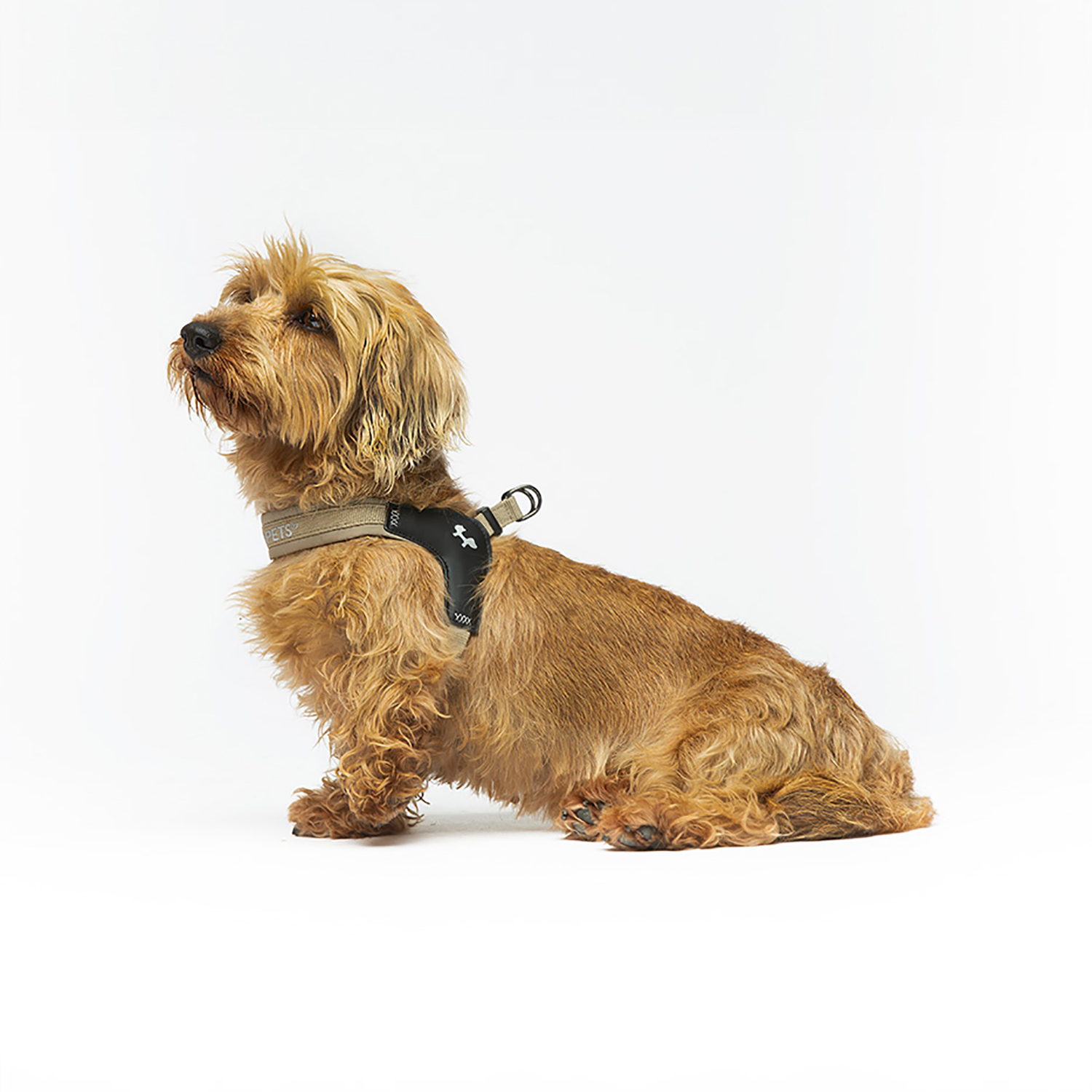 Шлейка United Pets для собак Citylife S 20 x 35-40, бежевый