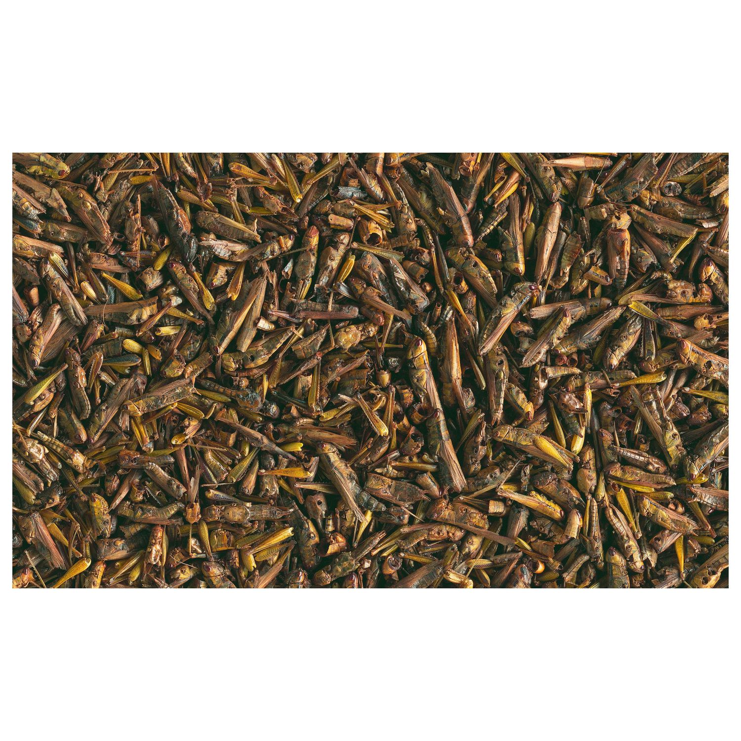 Tetra ReptoDelica Grasshoppers лакомство для водных черепах (кузнечики) 250 мл