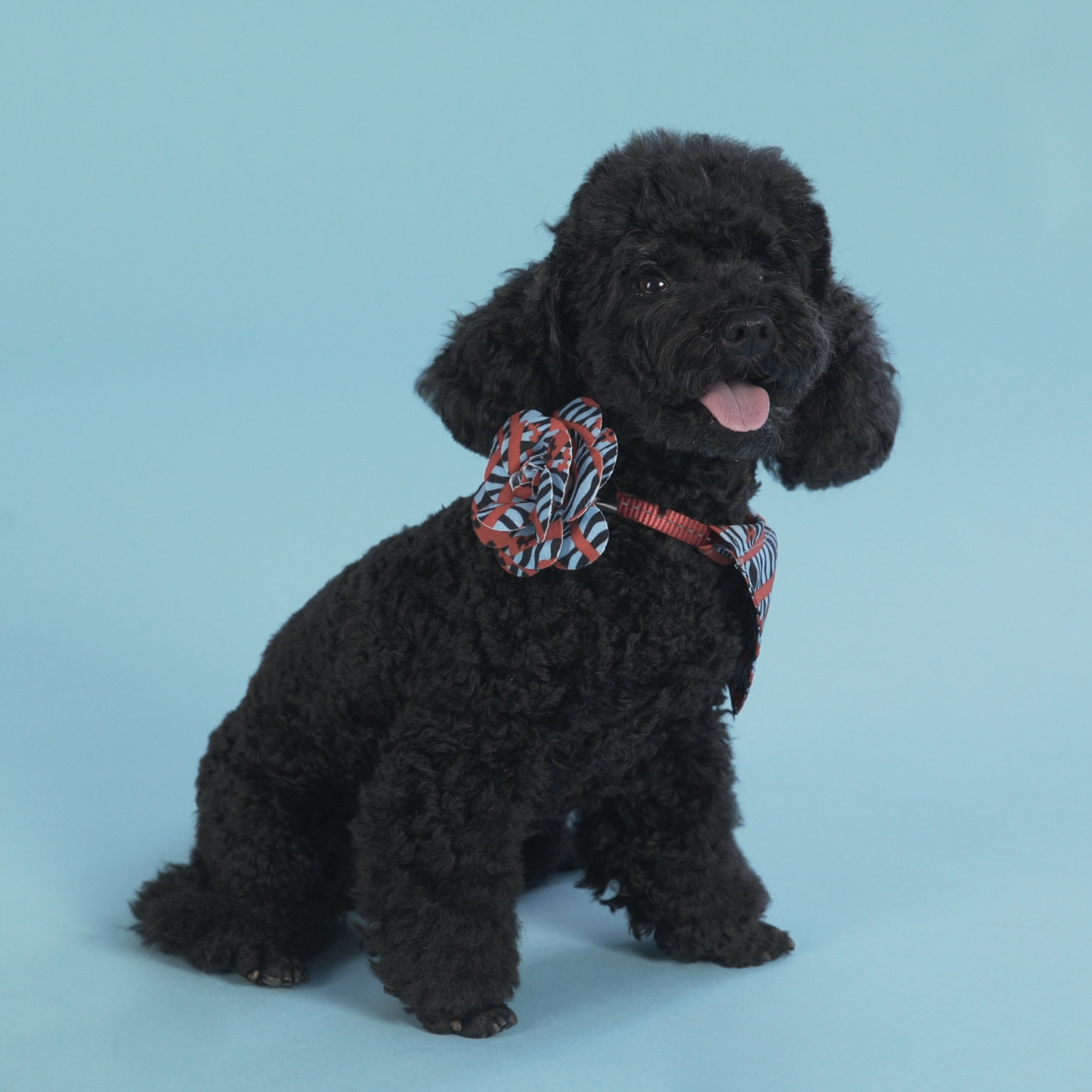 Аксессуар United Pets для собак Complete me Роза, красная зебра СКИДКА 40%