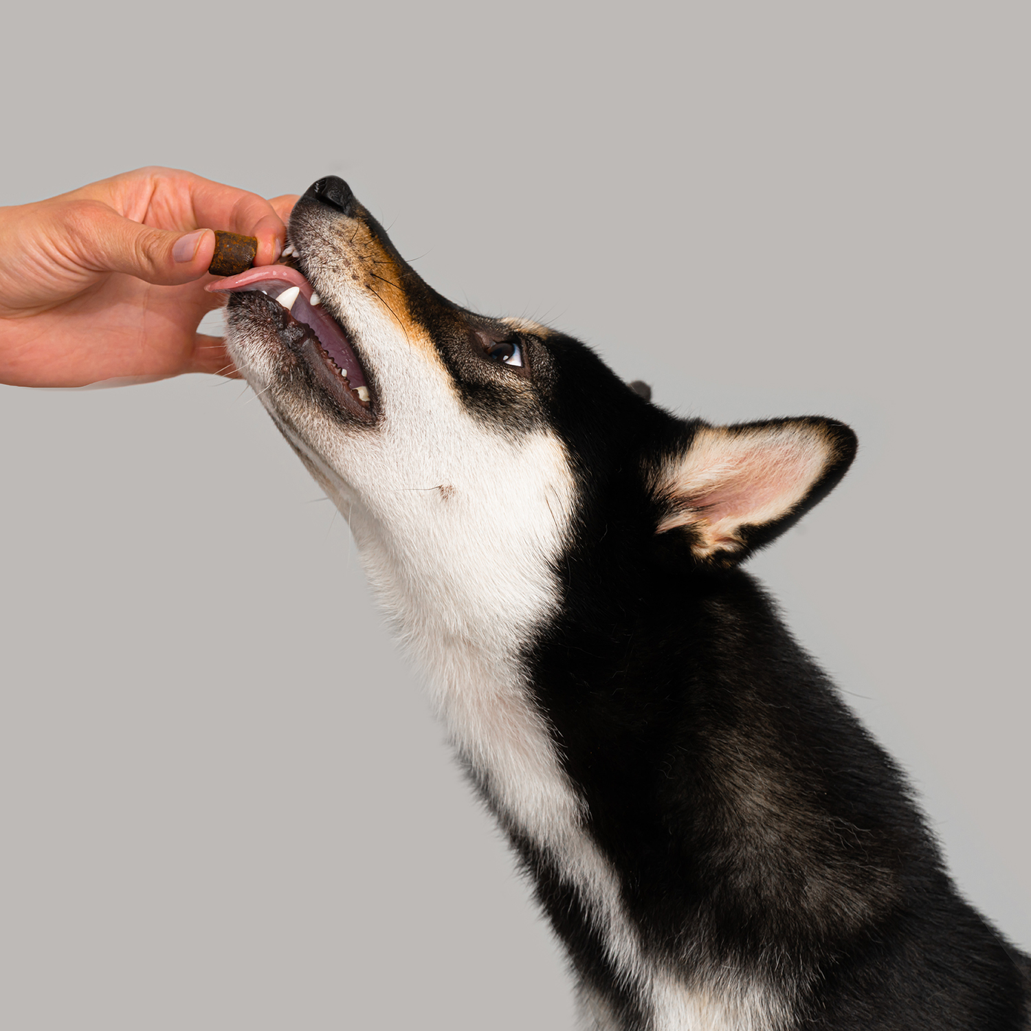 Favet Функциональное лакомство FerrumActive Soft Chews для иммунитета для собак, 120г