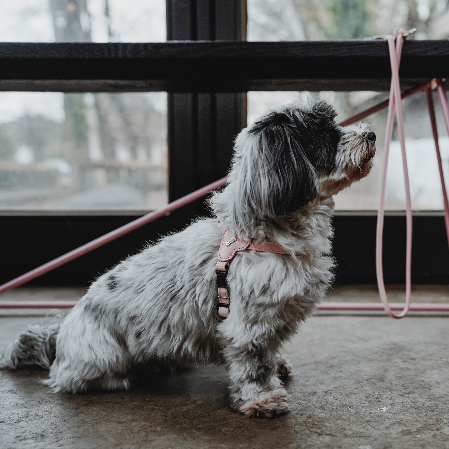 Hunter шлейка для собак Soho Mini XS-S (33-44 см), натуральная кожа, розовая