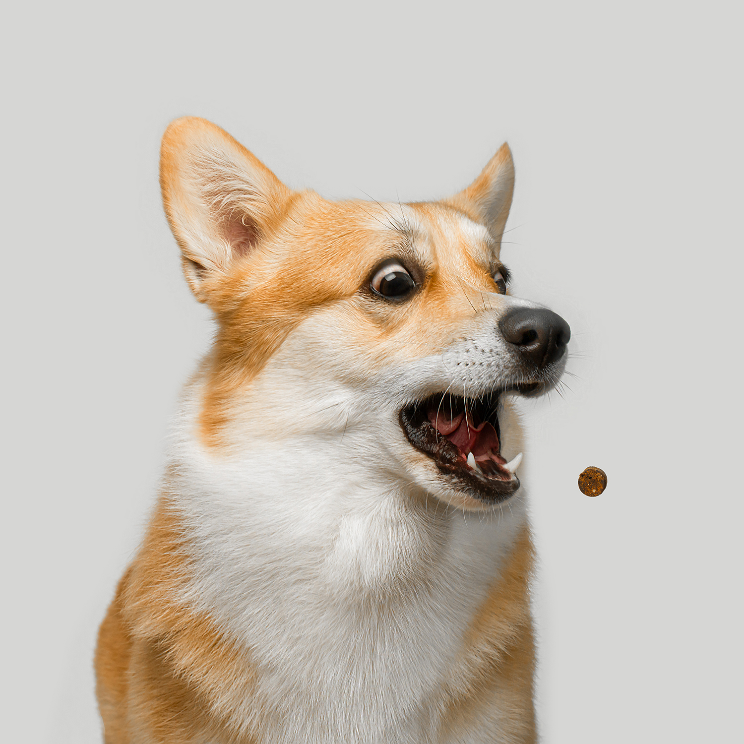 Favet Функциональное лакомство MultivitaminDog Soft Chews для кожи и шерсти для собак, 120г