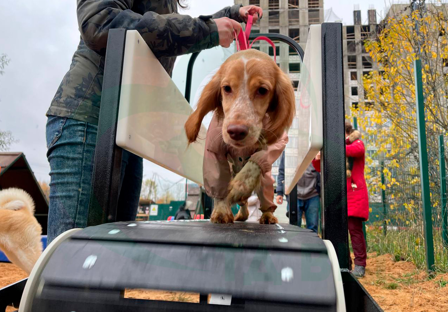 ТД ВЕТ Профессиональный беговой тренажёр для собак FriskyPet Модель 4 (размер бегового полотна 390х1400мм)