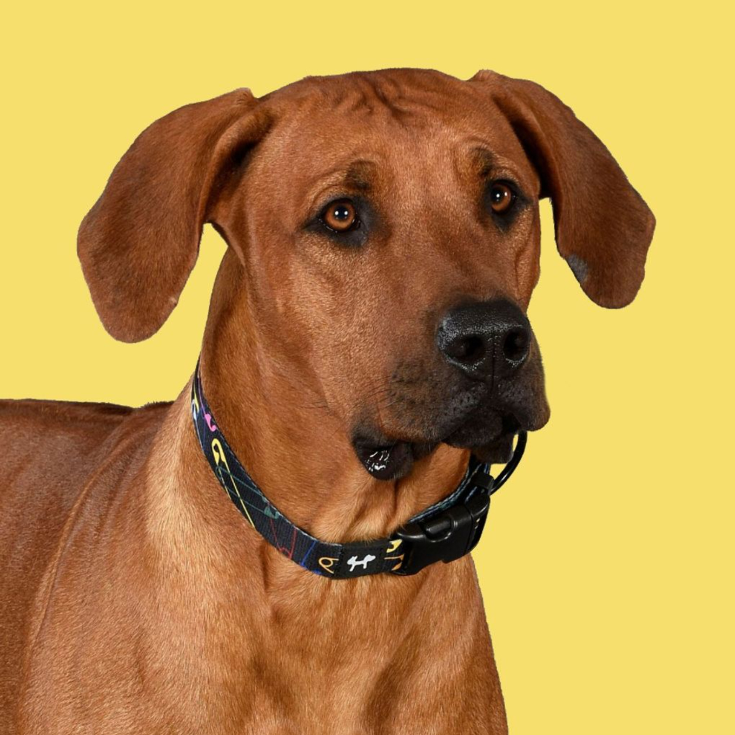 Ошейник United Pets для собак Complete me XS 10 x 180/300mm, черный с разноцветными булавками СКИДКА 30%