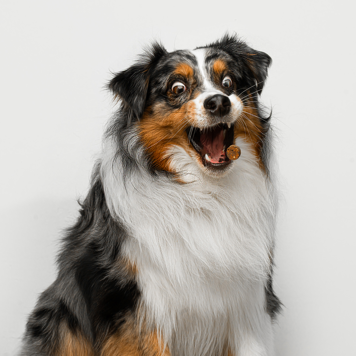 Favet Функциональное лакомство MultivitaminDog Soft Chews для кожи и шерсти для собак, 120г