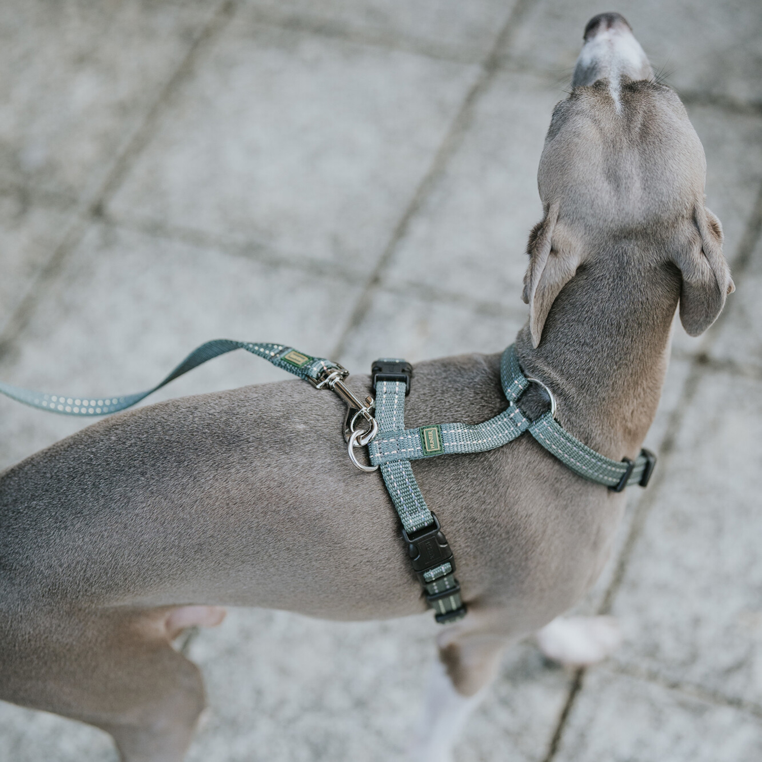 Hunter шлейка для собак Tripoli S (41-55 см), нейлон оливковая, светоотражающая