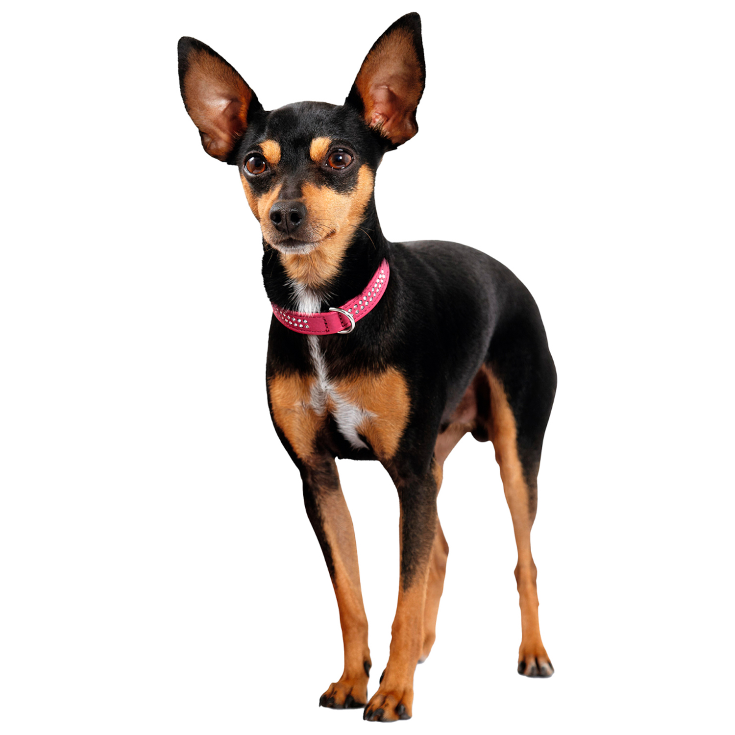 Hunter ошейник для собак Diamond petit 27 (20-24 см) кожа 2 ряда страз розовый СКИДКА 50%