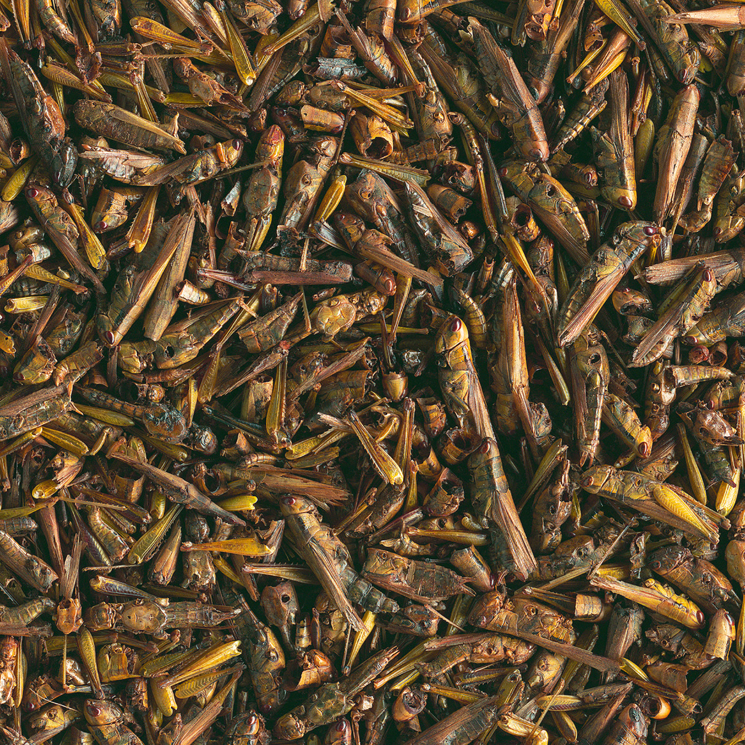 Tetra ReptoDelica Grasshoppers лакомство для водных черепах (кузнечики) 250 мл