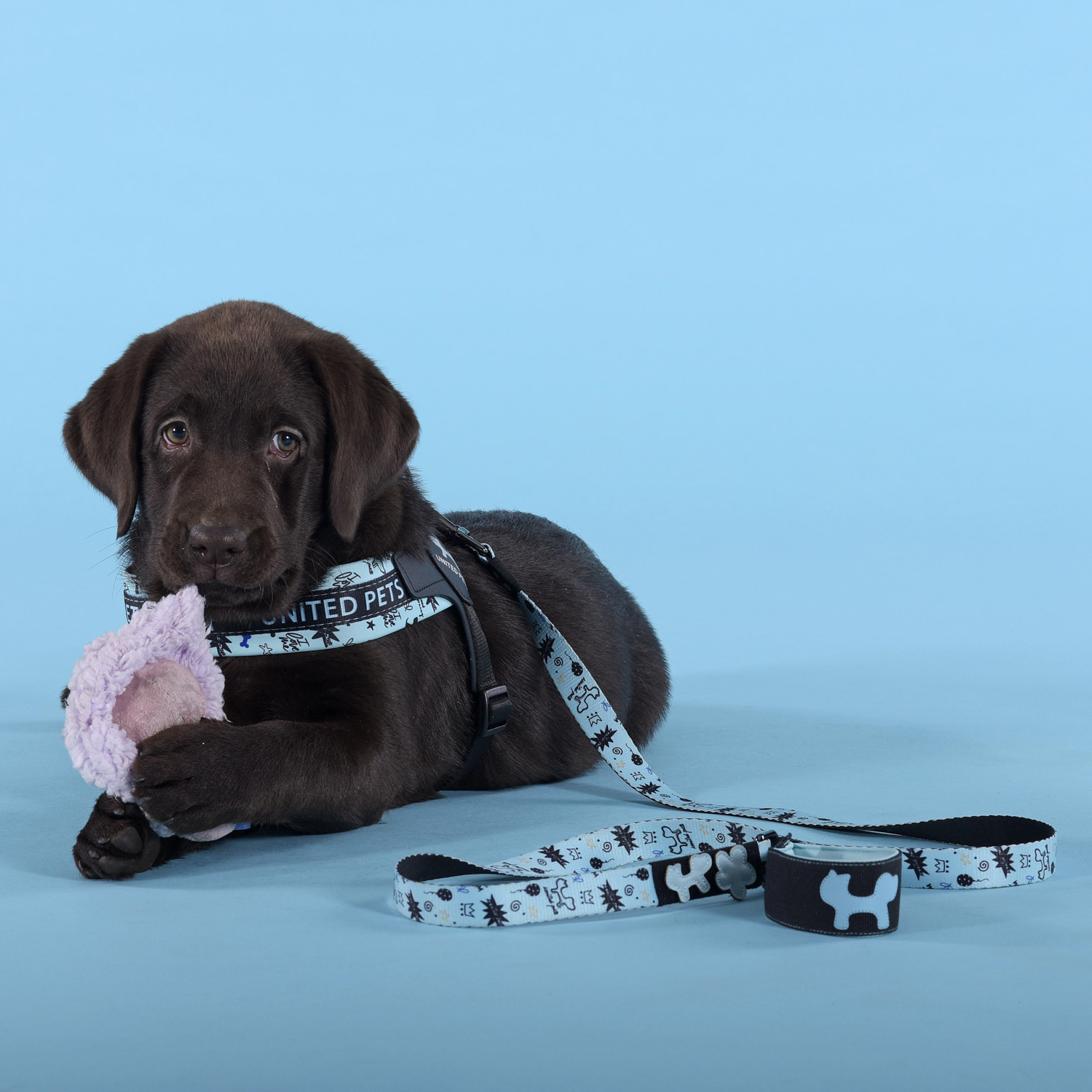 Шлейка United Pets для собак Complete me Writing 2,5 x 40-54 см, голубая с рисунком СКИДКА 30%